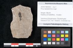 Foto (Objekt + Etikett) von Pinus taedaeformis Unger (NHMW-GEO-2024-0188-6650)